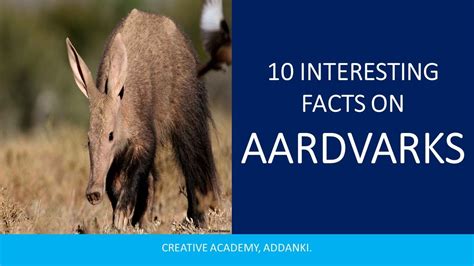 Aardvarks Mysterious Burrowing Anteaters Interesting Facts Youtube