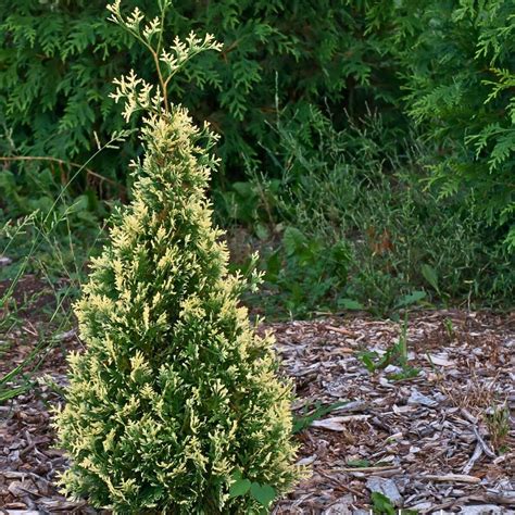 Туя складчатая Корник (Thuja plicata Kornik)100-120см | Купить в ...