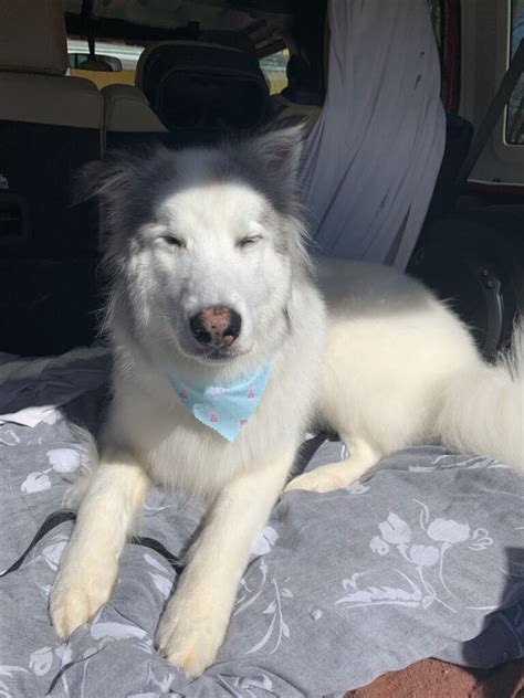 11 Most Dog-Friendly Car Rental Agencies | Scout Knows