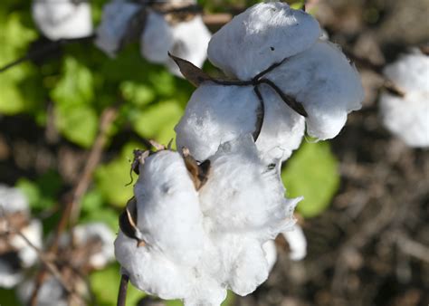 Turlock weather conditions are causing a delay in local harvests 21