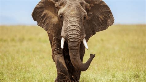 Elephants Can Communicate at a Frequency That Humans Can't Hear ...