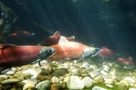 Kokanee Salmon Photograph By William H Mullins Fine Art America