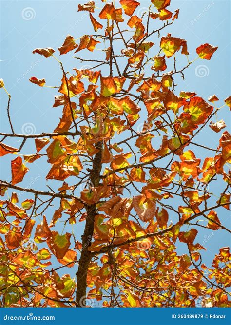 Hot Summer in Italy. Terrible Drought Stock Image - Image of abstract