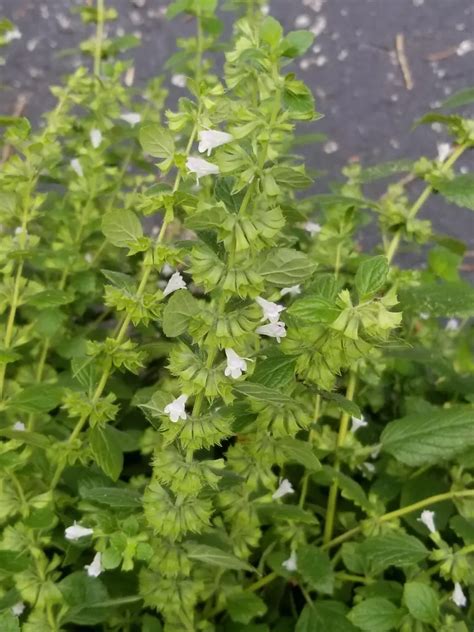 Flor De Melisa Planta Propiedades Medicinales Y Cuidados TeleFlor