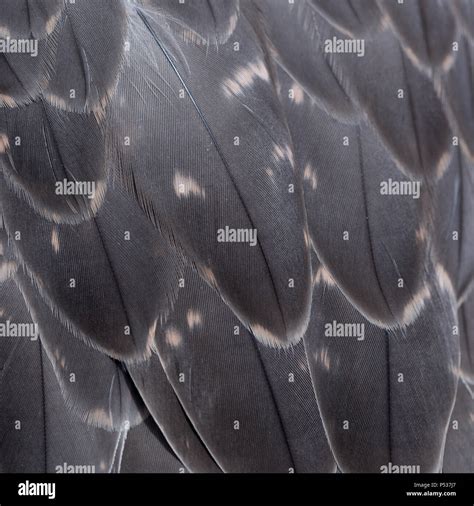 Gyr X Saker Falcon Feather Detail Stock Photo Alamy