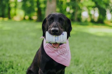 Fido - Treat your pets like family.