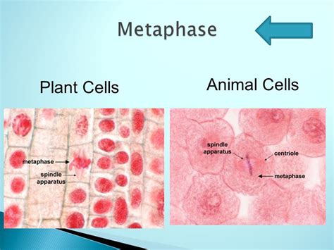 Metaphase In Animal Cell