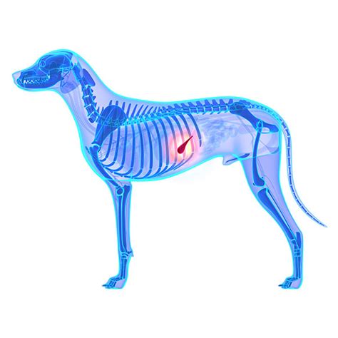 how long for pancreatitis to heal in dogs