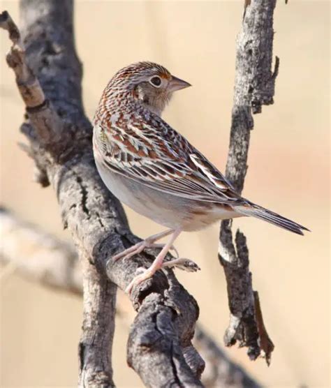 Grasshopper Sparrow - Facts, Diet, Habitat & Pictures on Animalia.bio