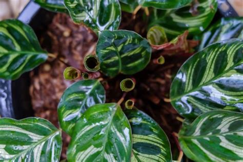 Calathea Types And Varieties For Your Collection Rare And Cool