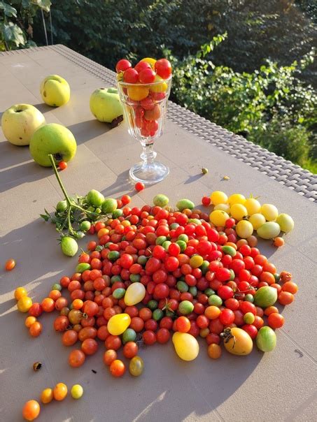 Томат Чарующий каскад: описание сорта помидоров, характеристики ...