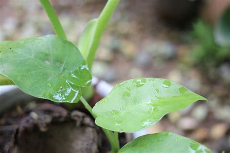 クワズイモ根腐れから復活の様子・育て方 優しい雨