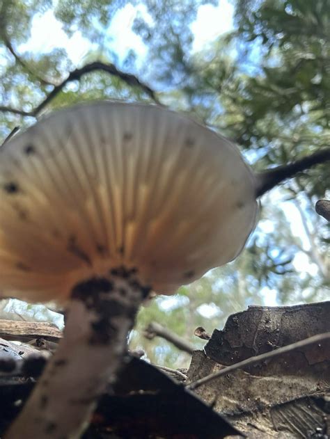 Jervis Bay NSW ID Mushroom Hunting And Identification Shroomery