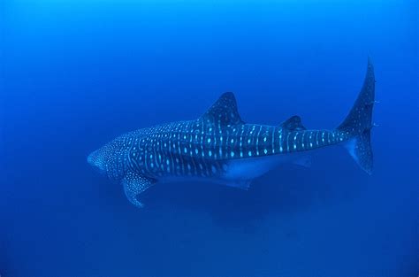 Galapagos Whale Shark Project - Wildlife Around the World