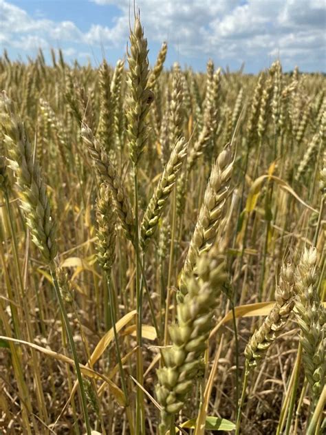 Пшеница Московская 40: описание и характеристики сорта, особенности ...