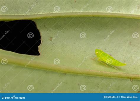 Macro Image Of Leaf Hopper On Green Leaf Stock Photo Image Of