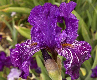 Fantasm Tall Bearded Iris Nola S Iris Gardens