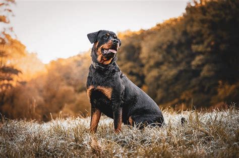 Facts About Rottweilers