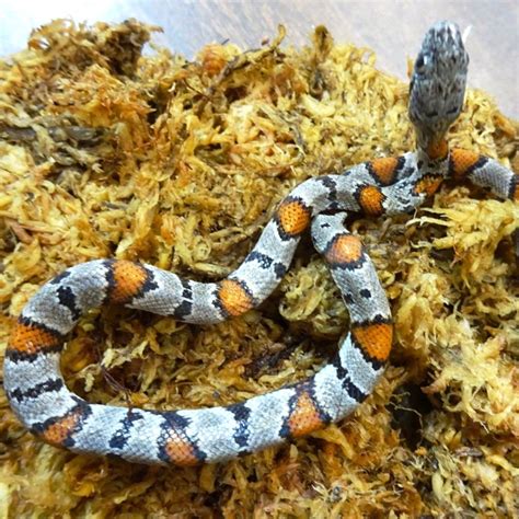 Gray Banded King Snake