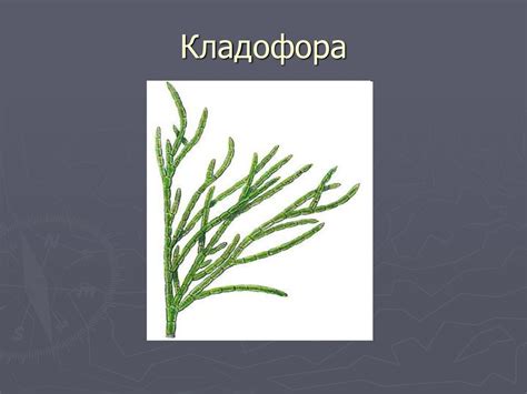 Зеленые водоросли - презентация онлайн