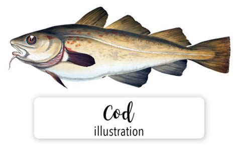 Cod Watercolor Graphic by Enliven Designs · Creative Fabrica