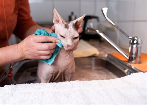 Sphynx Cat Bath What You Need To Know When Bathing Sphynx Cats