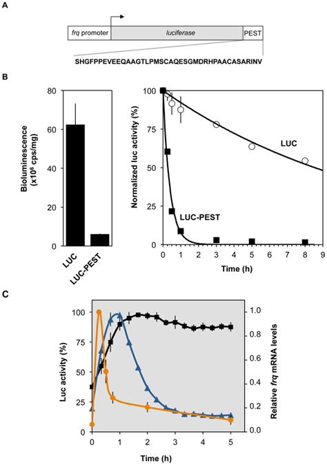 (A) Schematic representation of the luciferase reporter expressed under ...
