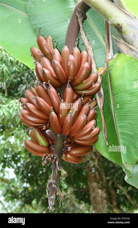 Red Bananas Plant