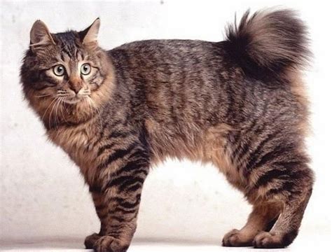 karelian bobtail cat breed information  pictures petguide petguide