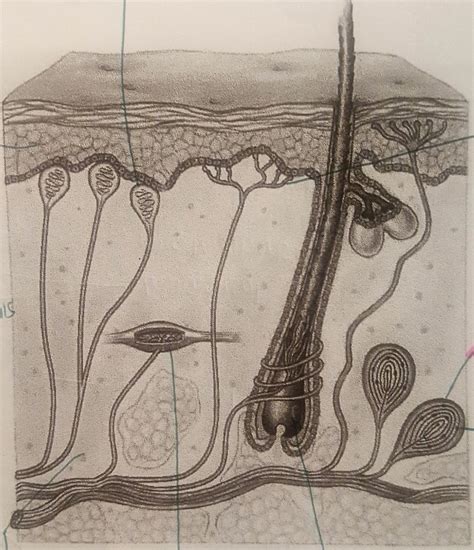 Lab Final Cutaneous Receptors Diagram Quizlet