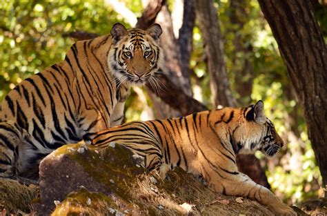 international tiger day  history significance   famous tiger