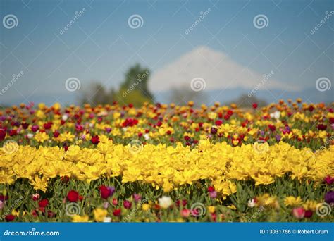 Tulip Fields, Snow-covered Mountain Stock Photo - Image of bloom, mountainous: 13031766