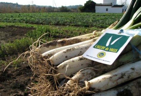 В Каталонии наступает сезон лука-кальсот. Испания по-русски - все о ...