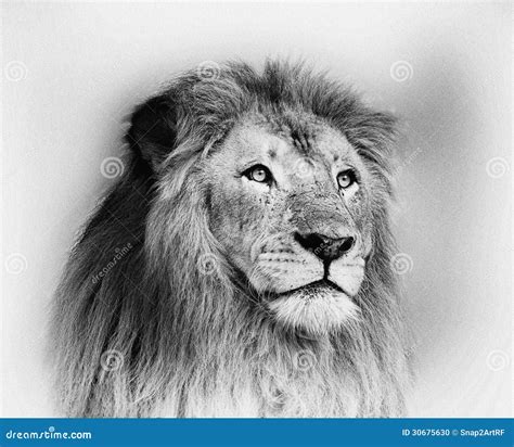 Lion Face Black And White Wallpaper Stock Photo