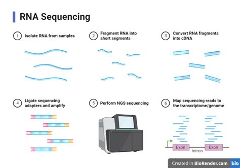 Single Cell Sequencing Introduction Principle Types Discovery Workflow Applications