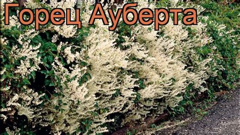 Горец ауберта 🌿 ауберта горец обзор: как сажать, рассада горца - YouTube