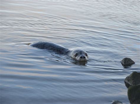 Erste Kegelrobbe Ausgewildert Seehundstation Friedrichskoog