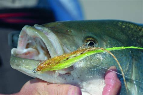 How to Fly Fish Sand Beaches - On The Water