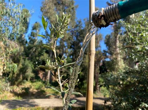 5 Reasons Why Olive Trees Drop Their Leaves And Fixes Couch To Homestead