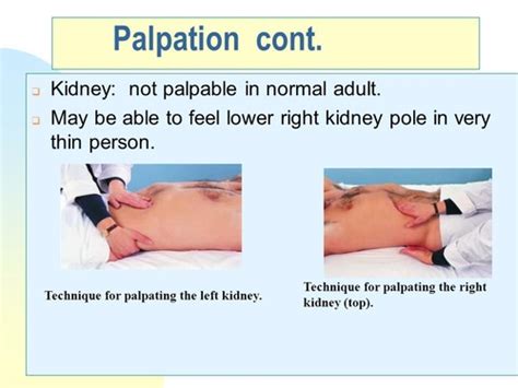 Renal Part Flashcards Quizlet