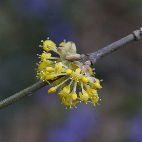 Cornelian cherry from Villar Dora Città Metropolitana di Torino