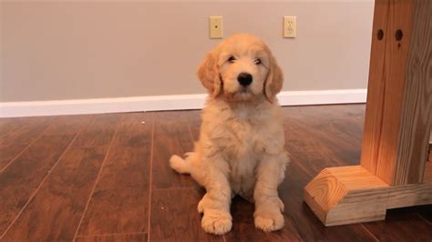 Training 8 Week Old Goldendoodle Puppy Youtube