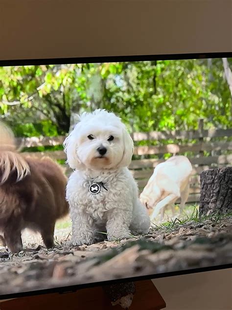 Please help! My mother has been looking everywhere for a dog and