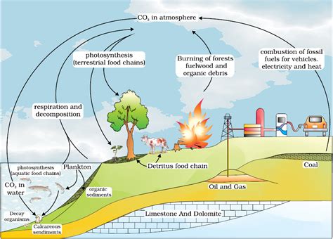 ecosystem biology