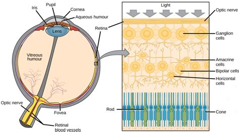 Principles Of The Retina And Vitreous PREP Duke Elder