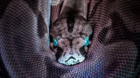 Largest Copperhead Snake On Record Discovered Giant Freakin Robot