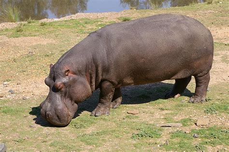 hippopotamus hippo zoo  photo  pixabay