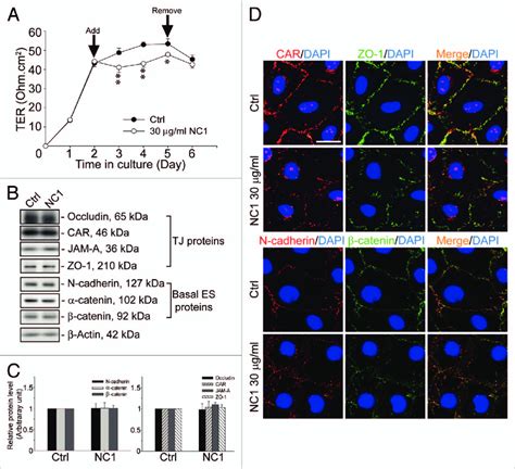 Disruption Of The Sertoli Cell TJ Permeability Barrier Function By