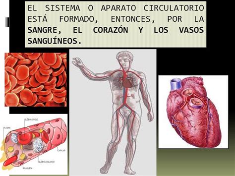 Anatomía Y Fisiología Humana Sistema Cardiovascular