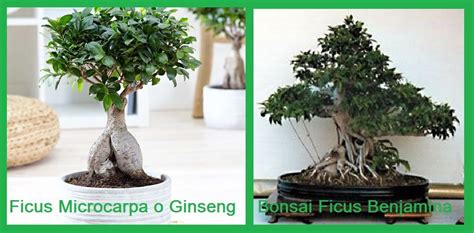 Bonsai Di Ficus Benjamina E Ficus Microcarpa Come Coltivare Potare